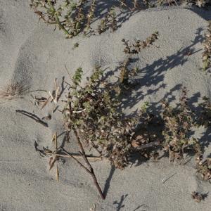 Photographie n°2253941 du taxon Salsola kali L. [1753]