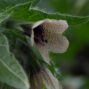 Photographie n°2253956 du taxon Hyoscyamus niger L. [1753]