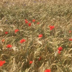 Photographie n°2253963 du taxon Coquelicot