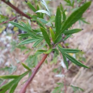 Photographie n°2254236 du taxon Artemisia vulgaris L. [1753]