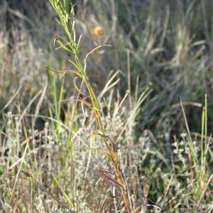 Photographie n°2254395 du taxon Galatella linosyris (L.) Rchb.f. [1854]