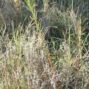 Photographie n°2254397 du taxon Galatella linosyris (L.) Rchb.f. [1854]