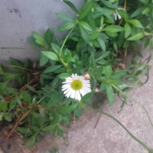 Photographie n°2254432 du taxon Bellis perennis L. [1753]