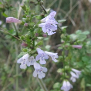 Photographie n°2254465 du taxon Clinopodium nepeta (L.) Kuntze [1891]