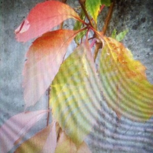 Photographie n°2254467 du taxon Parthenocissus quinquefolia (L.) Planch. [1887]