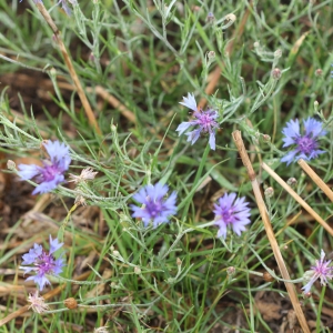 Photographie n°2254479 du taxon Cyanus segetum Hill [1762]