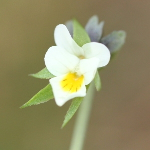 Photographie n°2254499 du taxon Viola arvensis Murray [1770]