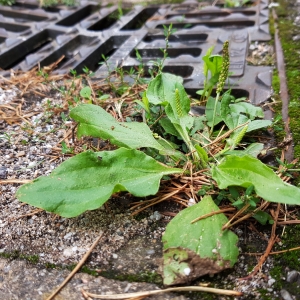 Photographie n°2254512 du taxon Plantago major L.