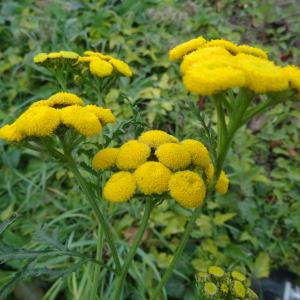 Photographie n°2254526 du taxon Tanacetum vulgare L. [1753]