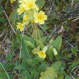 Photographie n°2254558 du taxon Primula elatior (L.) Hill [1765]