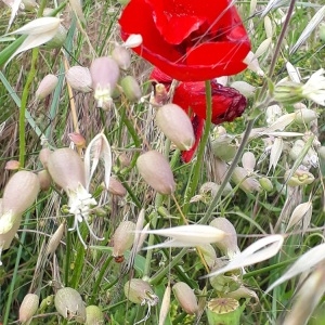 Photographie n°2254625 du taxon Coquelicot