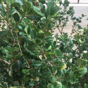 Photographie n°2254648 du taxon Buxus sempervirens L. [1753]