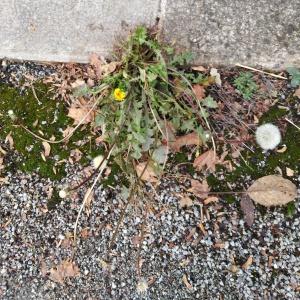 Photographie n°2254649 du taxon Taraxacum F.H.Wigg.