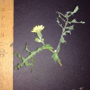 Photographie n°2254671 du taxon Sonchus oleraceus L. [1753]