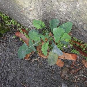 Photographie n°2254673 du taxon Sonchus oleraceus L. [1753]