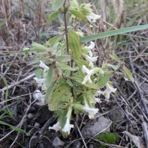 Photographie n°2254683 du taxon Stachys annua (L.) L. [1763]