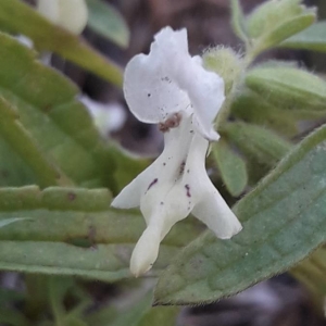 Photographie n°2254684 du taxon Stachys annua (L.) L. [1763]