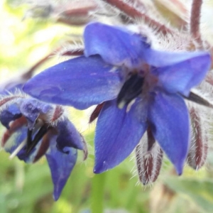 Photographie n°2254693 du taxon Borago officinalis L. [1753]