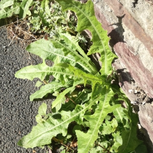 Photographie n°2254717 du taxon Lactuca serriola L. [1756]