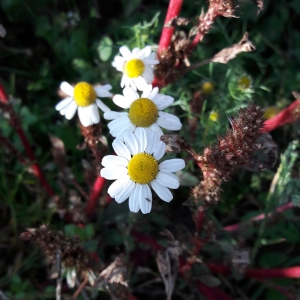 Photographie n°2254771 du taxon Matricaria chamomilla L. [1753]