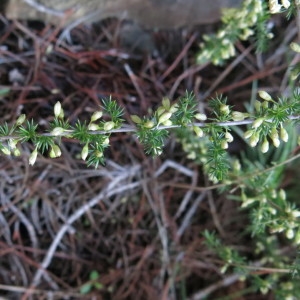 Photographie n°2254789 du taxon Asparagus acutifolius L. [1753]