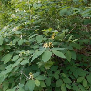 Photographie n°2254797 du taxon Lonicera xylosteum L. [1753]
