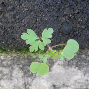 Photographie n°2254834 du taxon Geranium robertianum L. [1753]