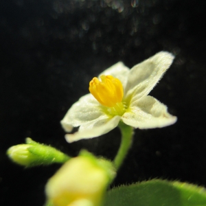 Photographie n°2254852 du taxon Solanum L.