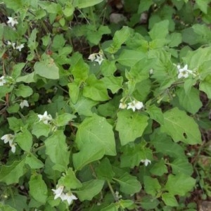 Photographie n°2254863 du taxon Solanum nigrum L. [1753]