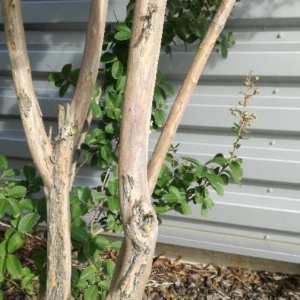 Photographie n°2254909 du taxon Lagerstroemia indica L. [1759]