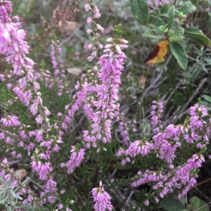 Photographie n°2255013 du taxon Calluna vulgaris (L.) Hull