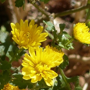 Photographie n°2255016 du taxon Chrysanthemum x grandiflorum Ramat.