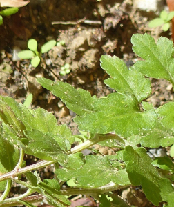 Francois Tissot, le  3 novembre 2018 (667H Allée des Cigales, 13100 Aix-en-Provence, France)