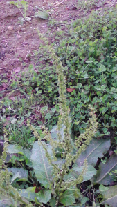 PASCAL SAINT LOT, le  3 novembre 2018 (Chevreuse (Méridon))