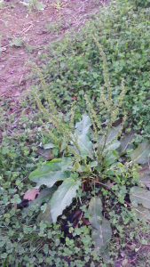 PASCAL SAINT LOT, le  3 novembre 2018 (Chevreuse (Méridon))