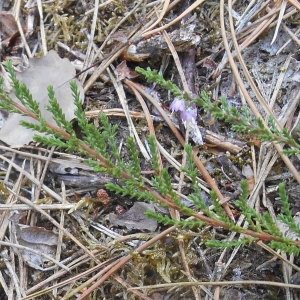 Photographie n°2255118 du taxon Calluna vulgaris (L.) Hull