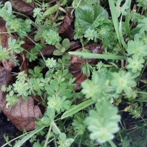 Photographie n°2255136 du taxon Galium odoratum (L.) Scop. [1771]