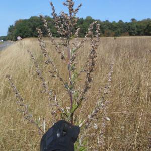 Photographie n°2255139 du taxon Artemisia vulgaris L. [1753]