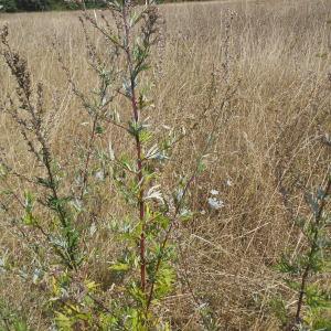 Photographie n°2255141 du taxon Artemisia vulgaris L. [1753]