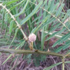 Photographie n°2255183 du taxon Mimosa pigra L.
