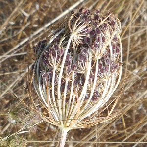 Photographie n°2255194 du taxon Daucus carota subsp. carota 