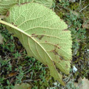 Photographie n°2255256 du taxon Viburnum lantana L. [1753]