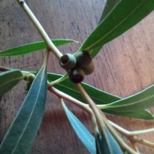 Photographie n°2255266 du taxon Eucalyptus globulus Labill. [1800]