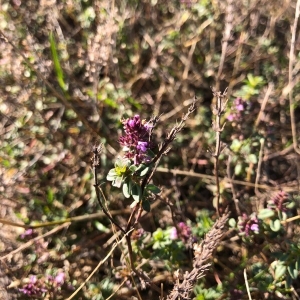 Photographie n°2255277 du taxon Thymus serpyllum L. [1753]