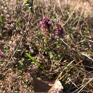 Photographie n°2255278 du taxon Thymus serpyllum L. [1753]