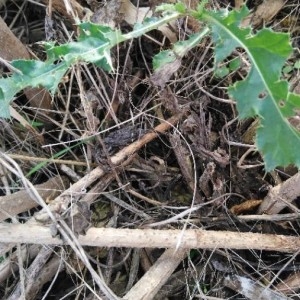 Photographie n°2255330 du taxon Cirsium arvense (L.) Scop. [1772]