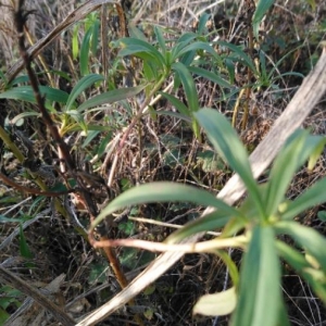 Photographie n°2255339 du taxon Helleborus foetidus L. [1753]