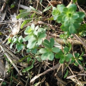 Photographie n°2255356 du taxon Galium mollugo L. [1753]