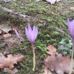 Photographie n°2255361 du taxon Crocus nudiflorus Sm. [1798]