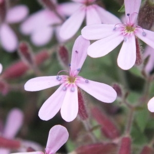 Photographie n°2255375 du taxon Saponaria ocymoides L.